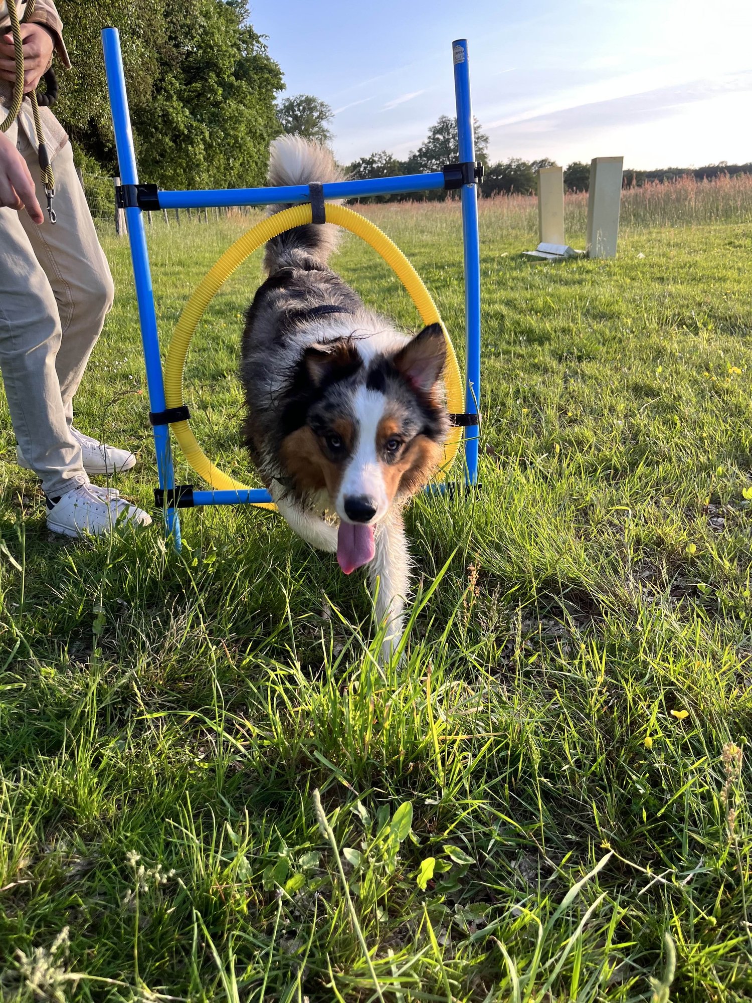 Chien en plein travail lors d'une séance d'éducation en extérieur
