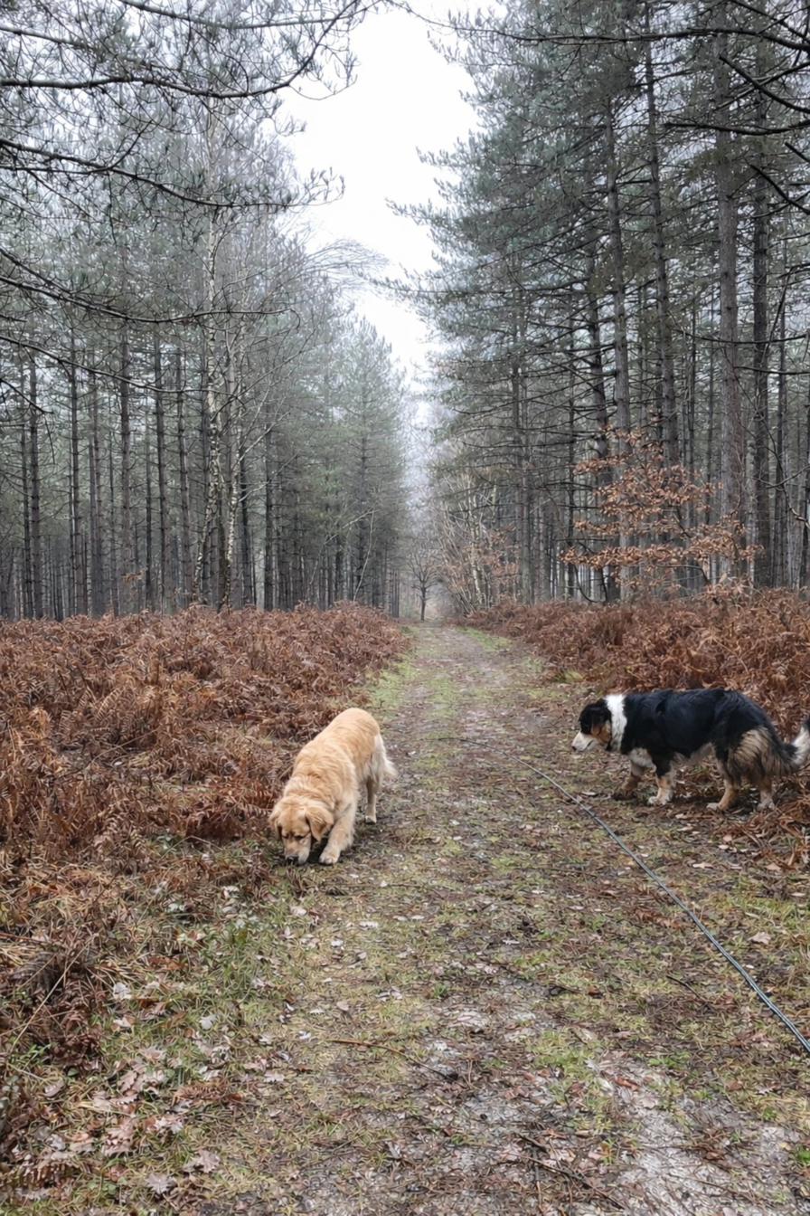 Chiens en balade dans une forêt