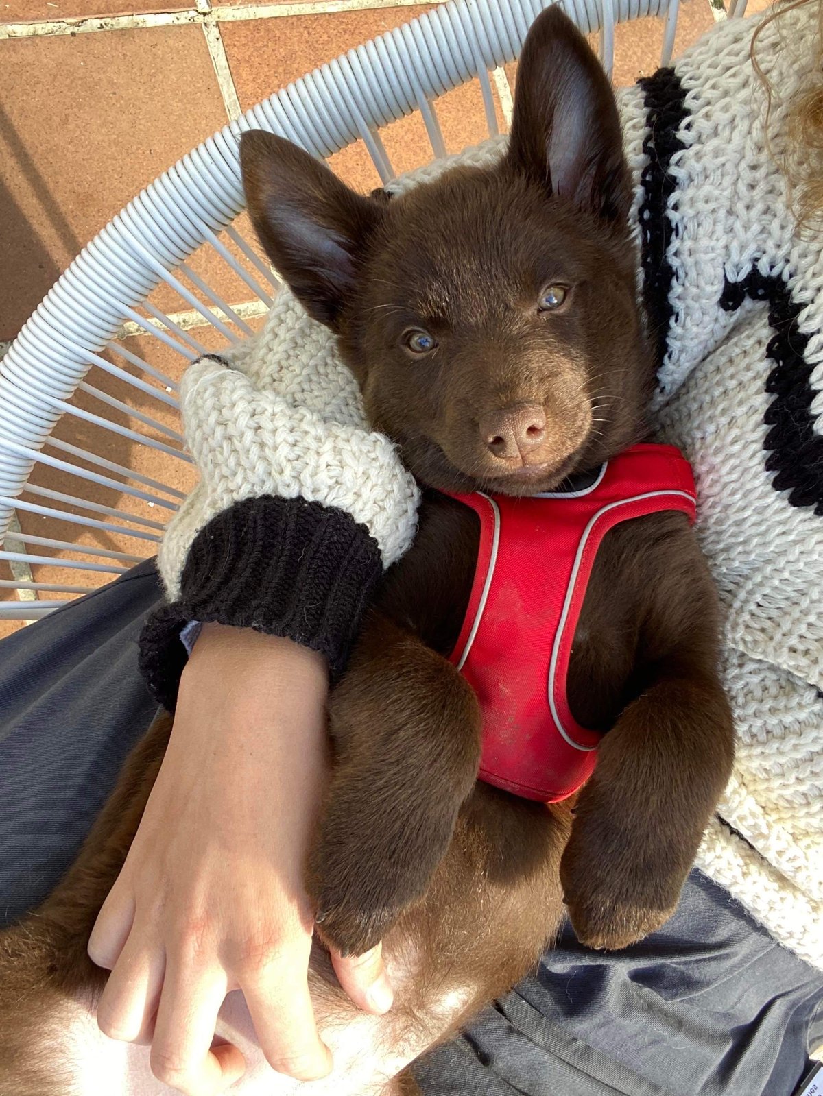 Jeune chiot porté dans les bras avant son arrivée au foyer