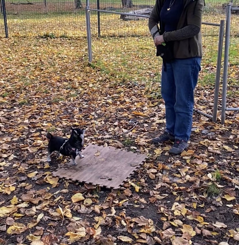 Séance individuelle de travail avec un chien en extérieur